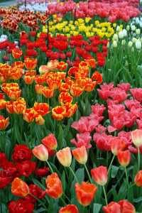 tulips (c) freeimages.co.uk